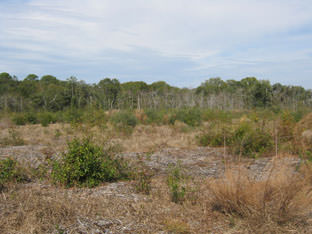 Archaeological site 38BU2301 is the southwest portion of Mitchelville.